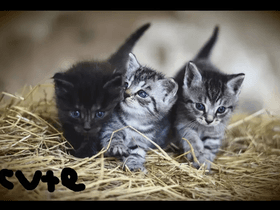 Like if you like baby cats