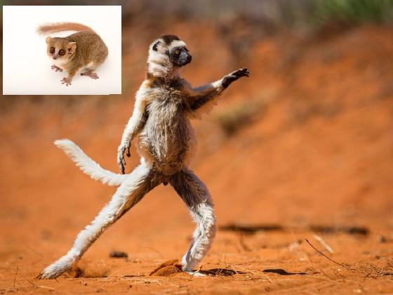 lemur dances for U lol