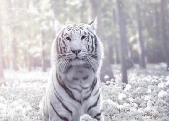 Save the tigers! 🐯 1