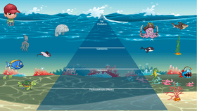 The Ocean Ecological Pyramid by Adrian