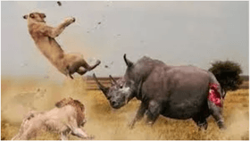 we will rock you rhino fight