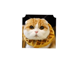 Waffle cat reee