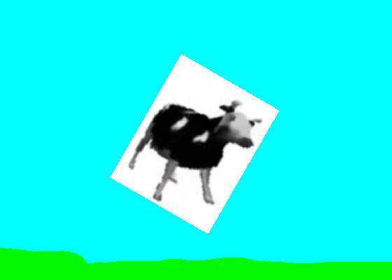 Polish Cow 1 1