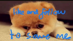 SAVE THE PUPPIES!!!