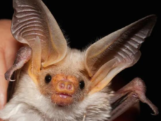 this bat is sus