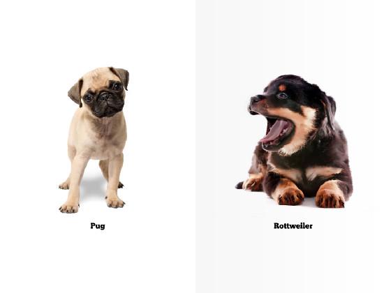 Roblox Nyan Cat Music 1 1 1