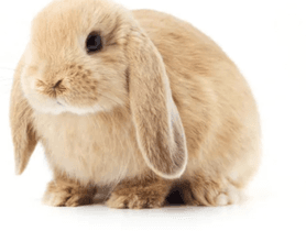 take care of bunny