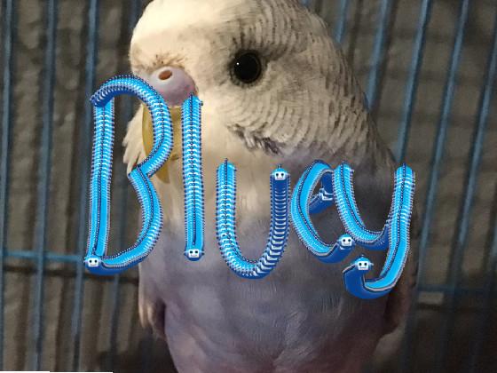 Bluey