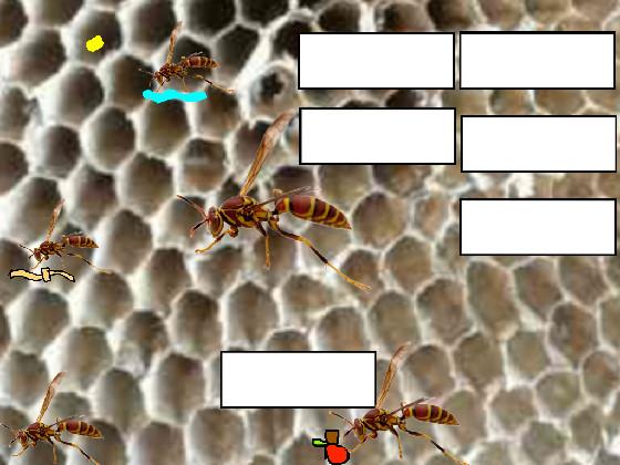 Raise A Wasp Colony!