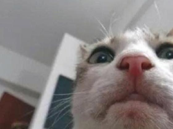 Scary Maze Game CAT 👁👄👁 1