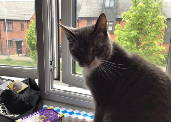 help my cat thanos 