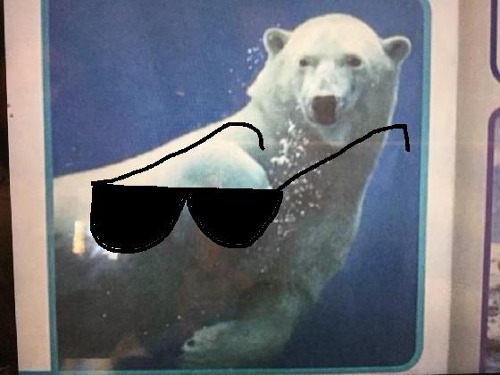 Polar beaeaeaear