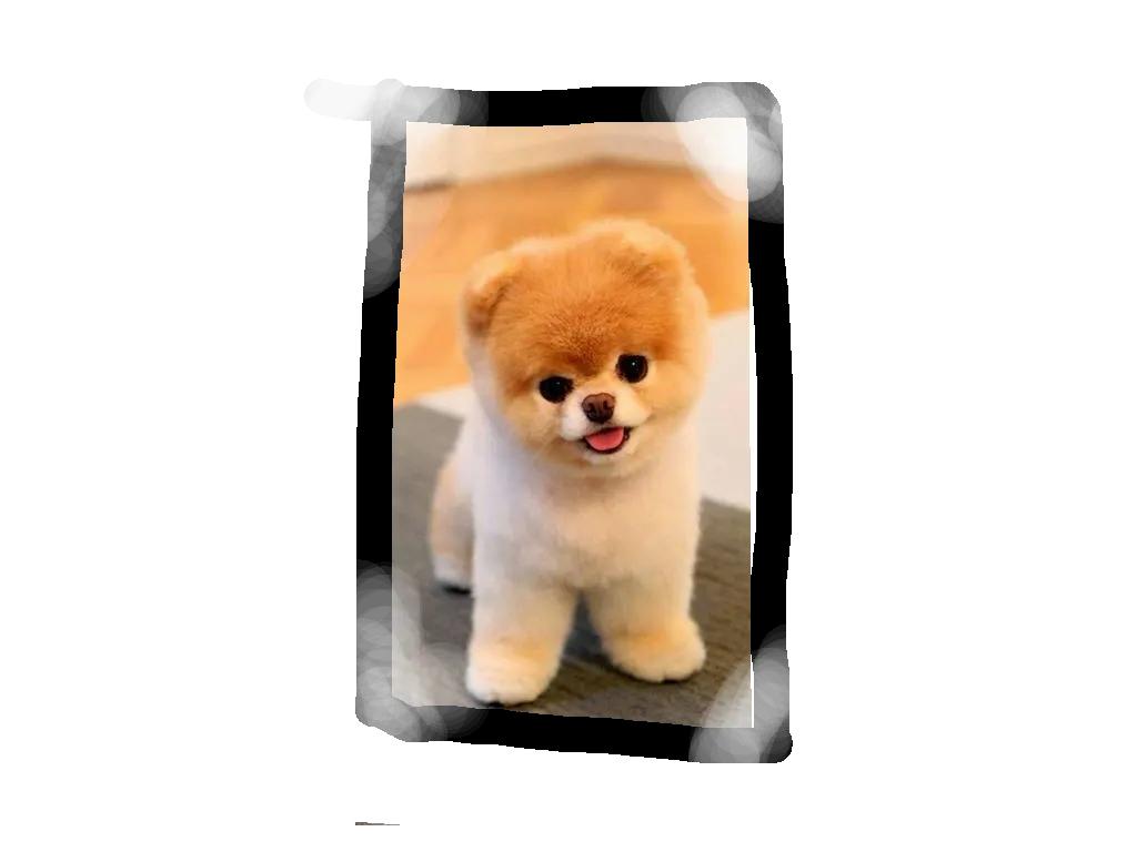 ^_^make the cute dog happy^_^