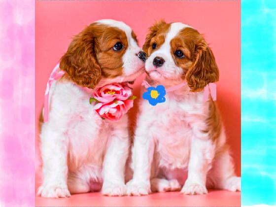 Mystery twin pups.🔍🔎
