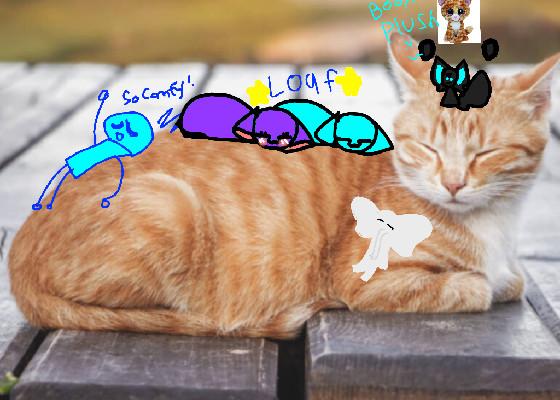 add your oc on tabby cat loaf 1