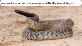 inland taipan