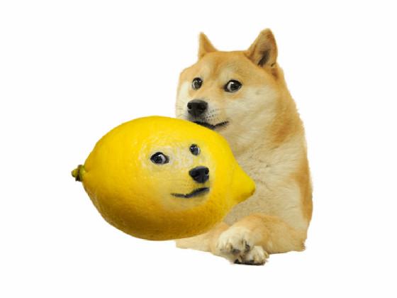 doge eats a lemon and this happens