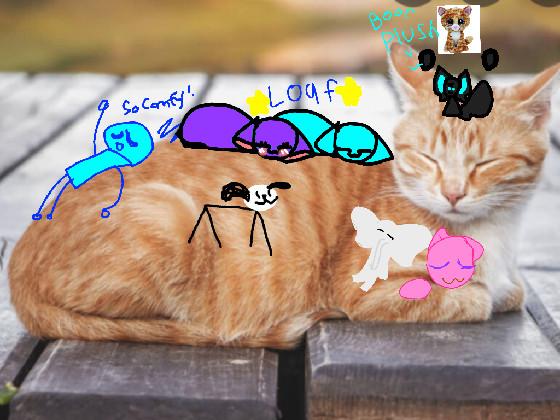 add your oc on tabby cat loaf 1 1 1