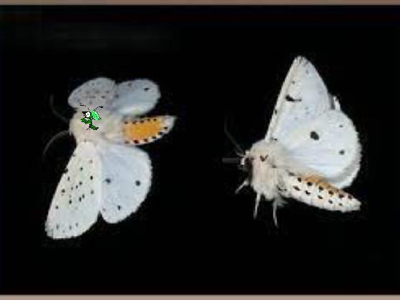 re:add ur oc riding moths!