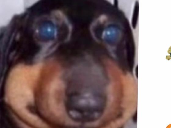 when my dog Eats sauce 1 1