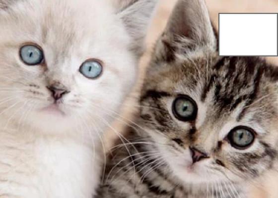 hi talk with the kitties