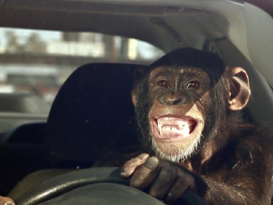 drive as a monkey 😀