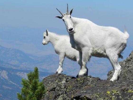 micky macky boo ba boo 1