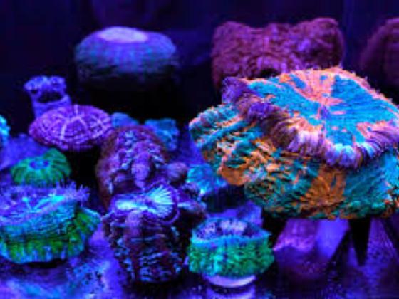 beautiful underground water in great barrier reef