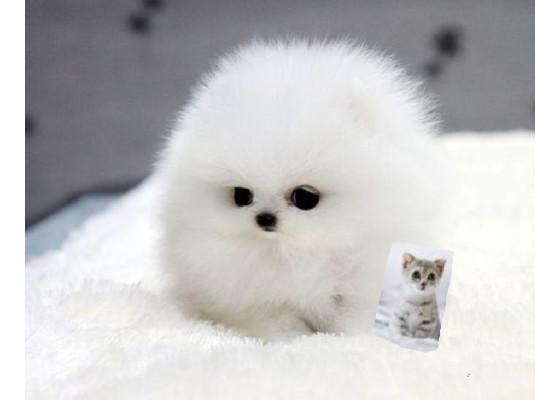 add your oc on this puppy 1