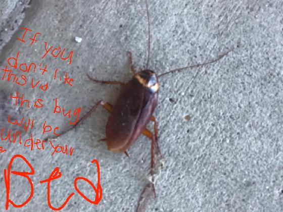 the bug meme