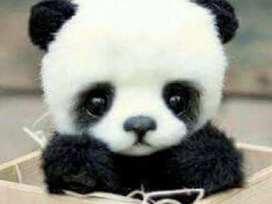like if you like pandas 1