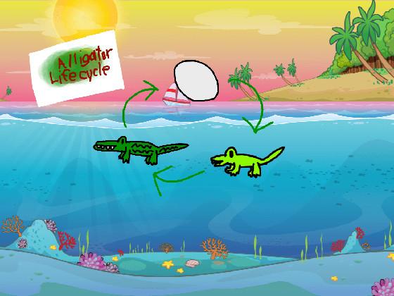 Alligator Life Cycle🐊