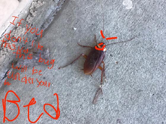 the bug meme 1