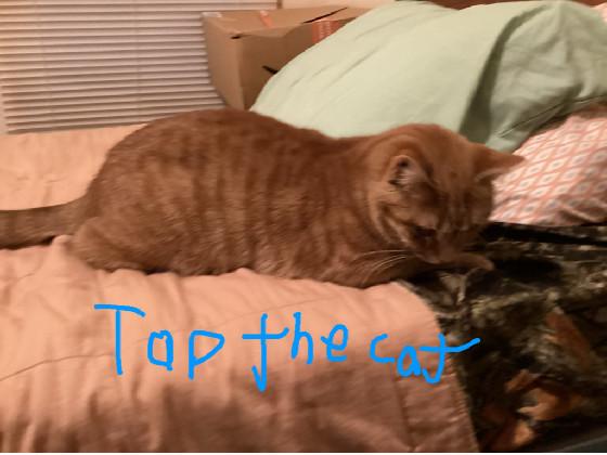 Pet my cat