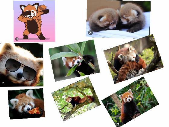 red pandas are the best 