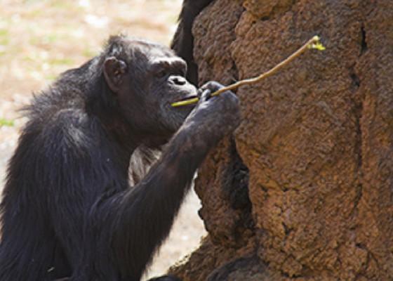 monkey 