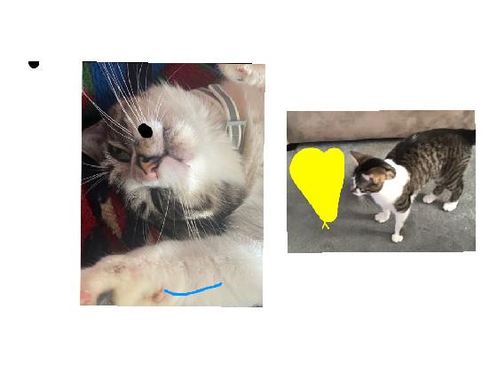 silly little cat 1