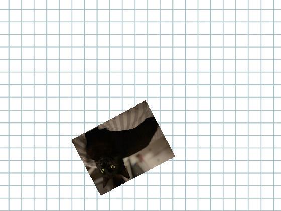the cat spiner