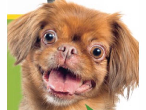 dum dog