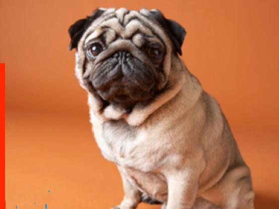 this is my dog