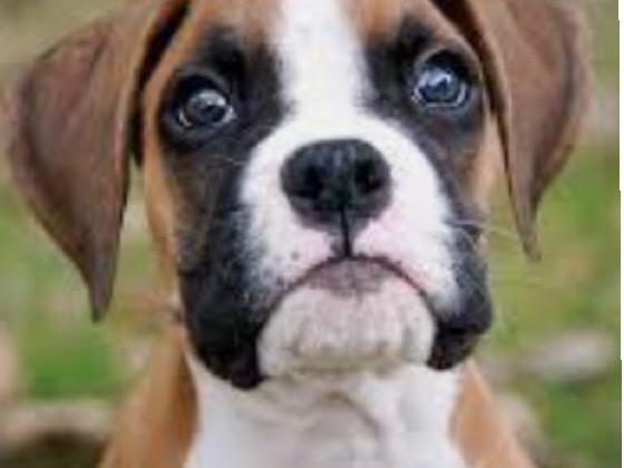 please like for this puppy
