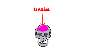 the brain