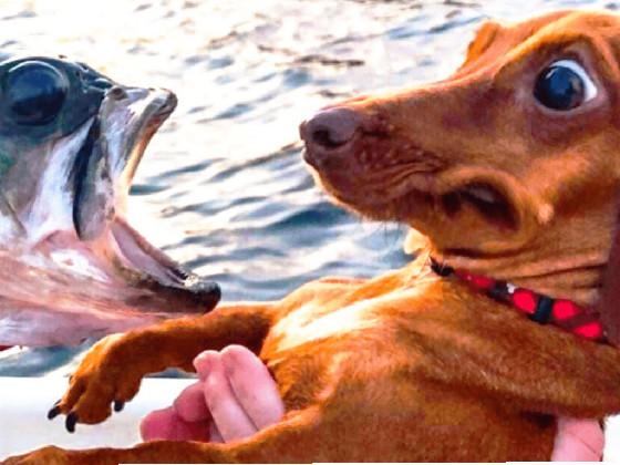 Dog vs fish  1