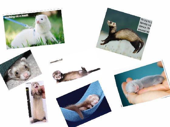 Funny ferret