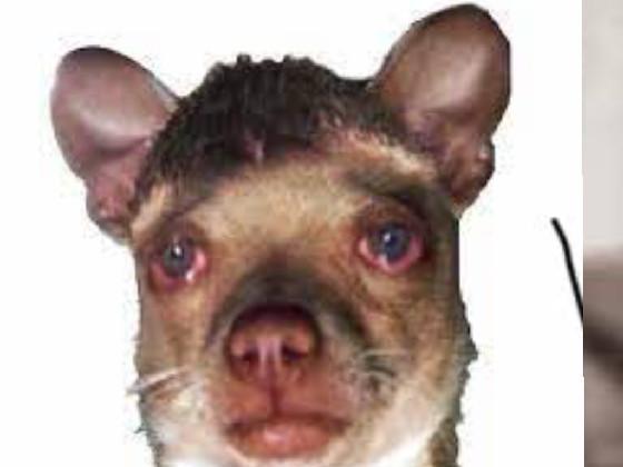 sussy crying dog