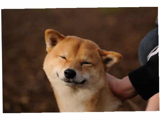 pups (repost and add on)