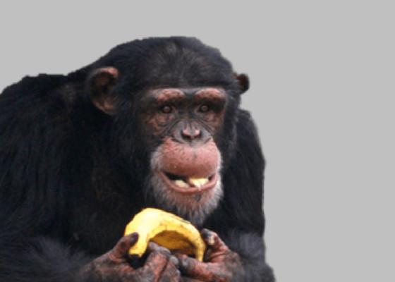 stay away from a chimp 1
