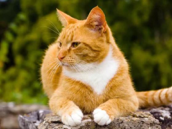 for my cat gunner