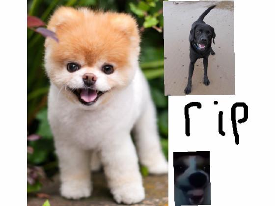 rip the goofy god 1 1