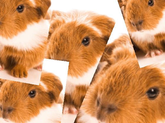 for my pet giunea pig